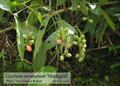 Gnetum gnemon